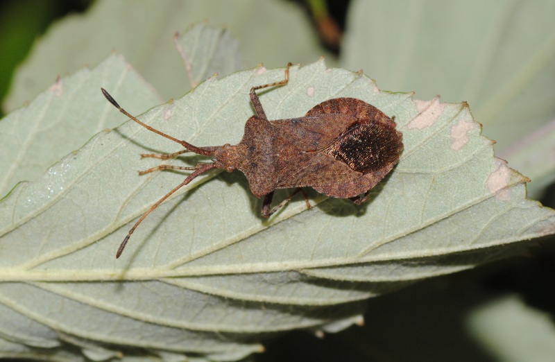 Conferma Id (Coreus marginatus)
